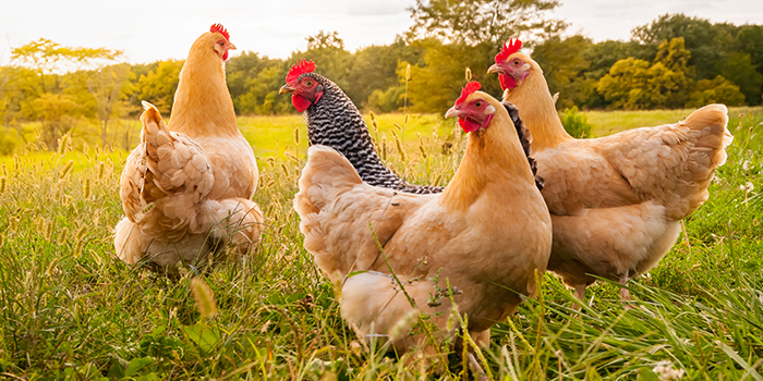 Chickens in a field